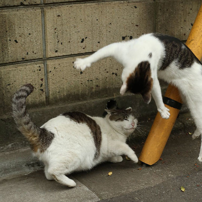 Pelea de gatos