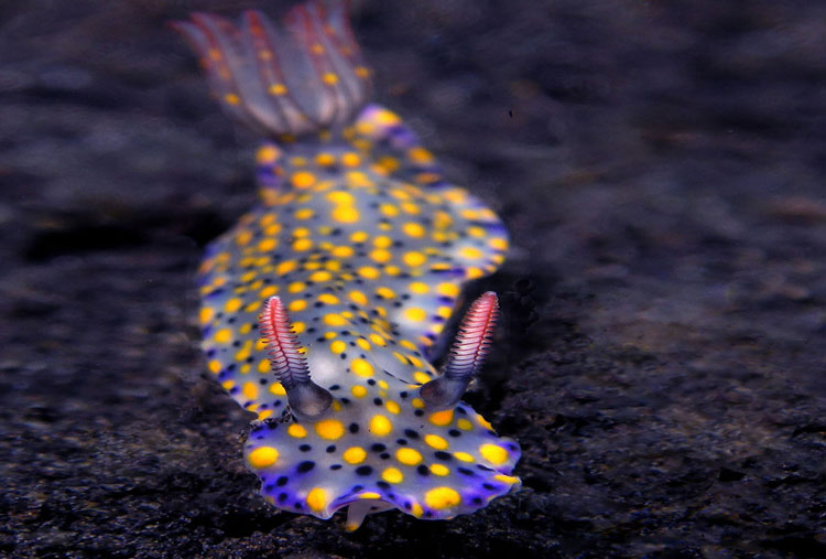 Hypselodoris Kanga