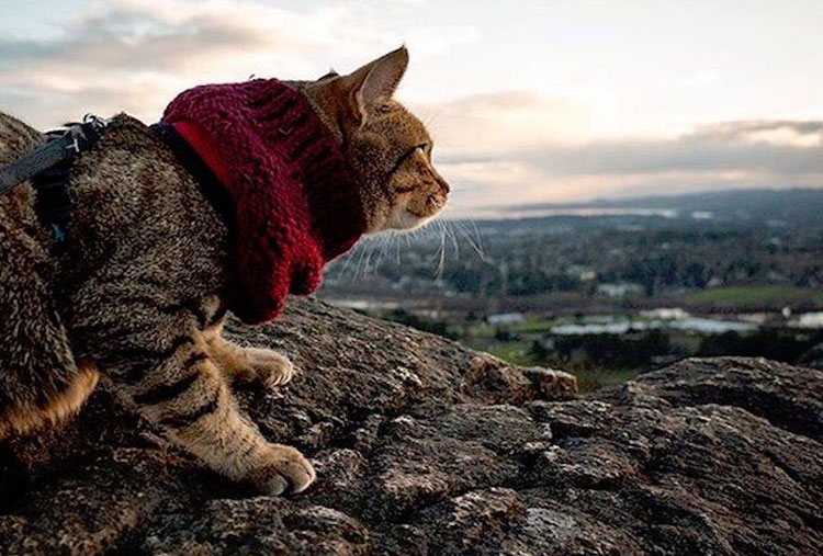 No dejes atado a tu gato