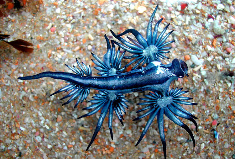 Glaucus Atlanticus