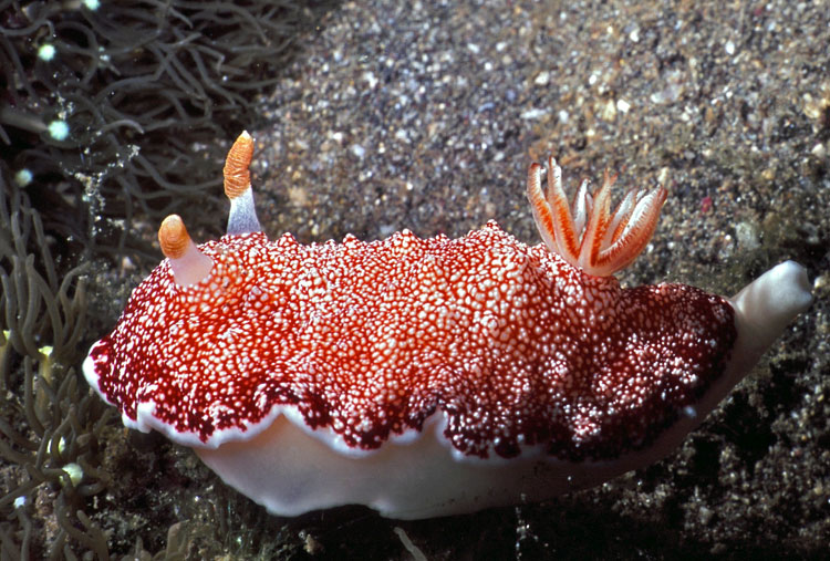 Chromodoris reticulata