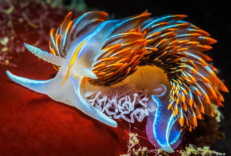 Nudibranch