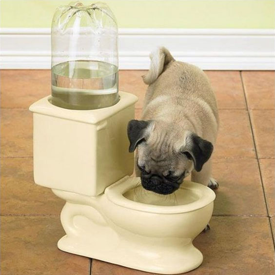 Tu perro amará su nuevo plato de agua