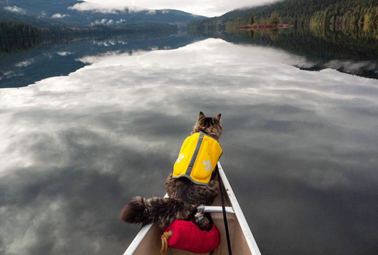 Mantén a tu gato hidratado