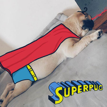 ¡SUPERPUG!