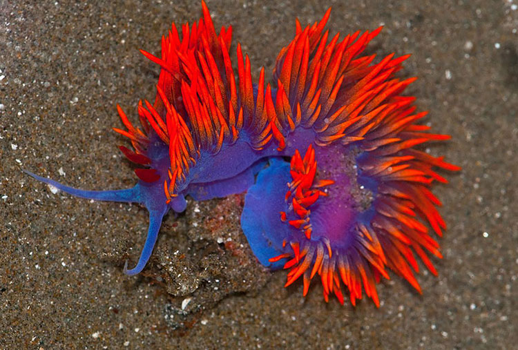 Flabellina Iodinea