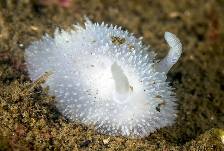 Acanthodoris Pilosa