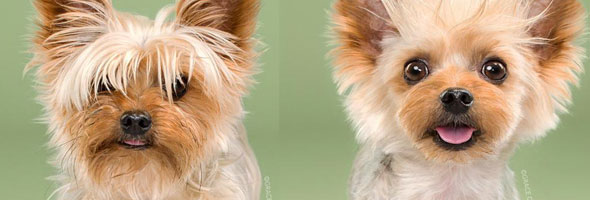 Mascotas antes y después de su corte de pelo ¡Están para portada de revista!