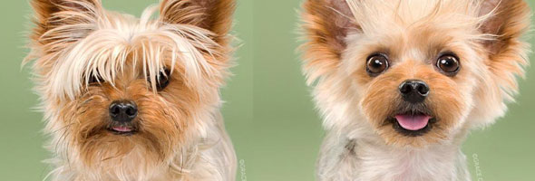 Mascotas antes y después de su corte de pelo ¡Están para portada de revista!