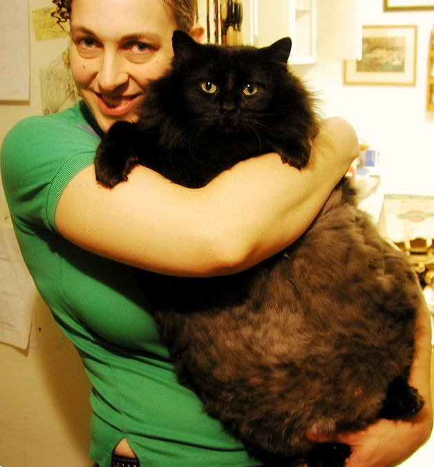 Un gato negro con más panza que mala suerte