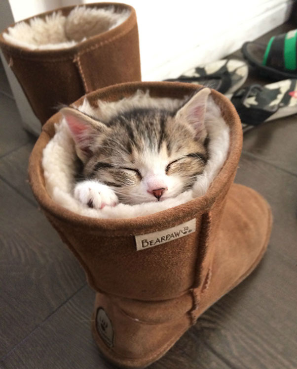 El zapato olía tan mal que el gatito se desmayó