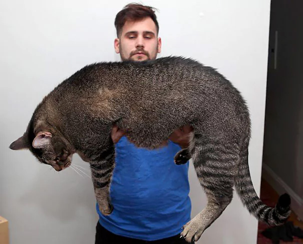 ¿Cuanto crees que pesa este gato?