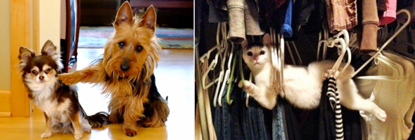 Mascotas que fueron descubiertas por sus dueños haciendo travesuras
