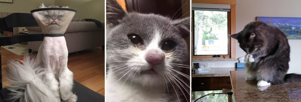 Estas fotos nos muestran que los gatos a veces se comportan muy extraño