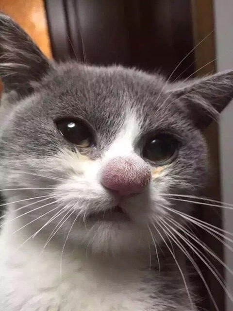 Este pequeño amiguito trató de besar a una abeja que le gustó