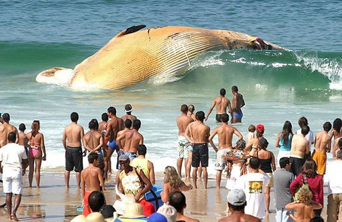 Esta ballena se perdió por no utilizar waze