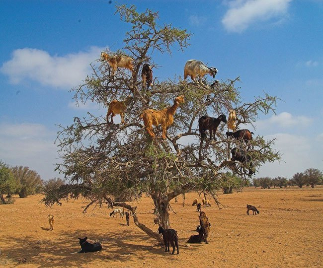 Que frutos tan raros da este árbol