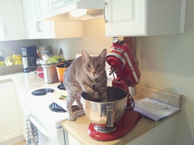 ¿Te puedo ayudar a cocinar?
