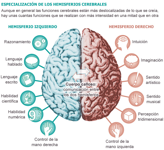 Los zurdos tienden a usar más el hemisferio derecho del cerebro.