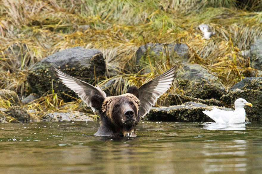 Nueva especie de oso