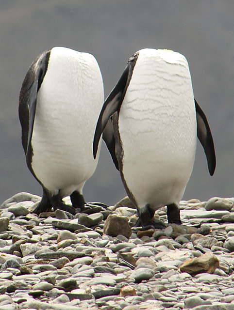 La leyenda de los pinguinos sin cabeza