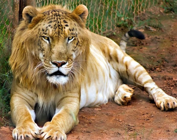 El Ligre (Tigre – León)