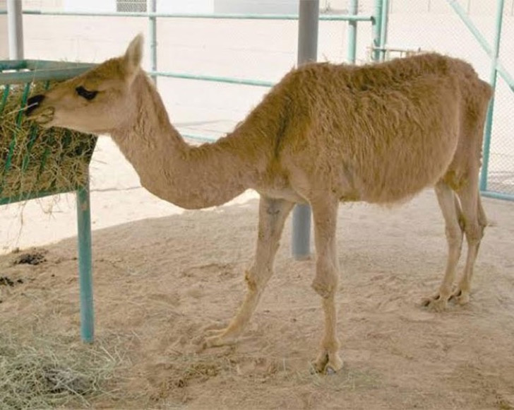Una cama (Camello macho – Yama hembra)