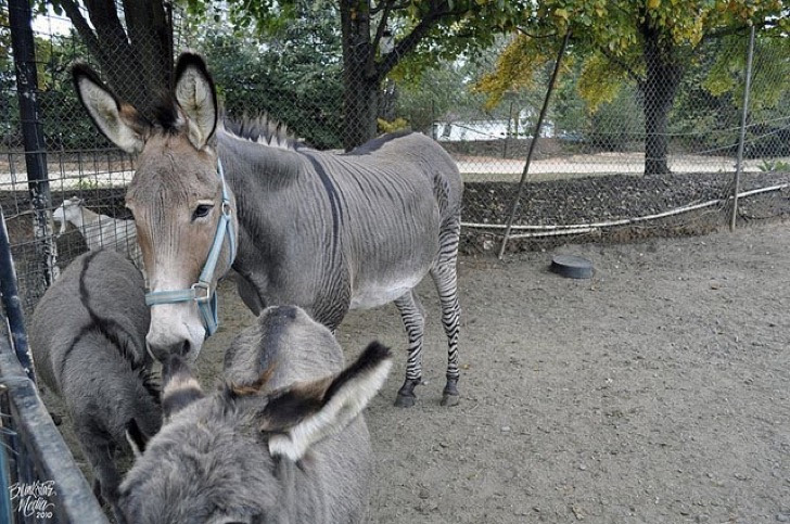 Un Zonkey (Burro – Cebra)