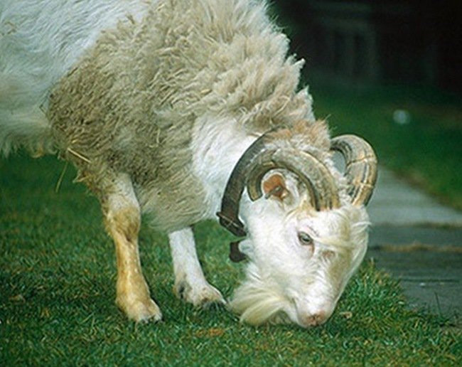 La oveja-cabra