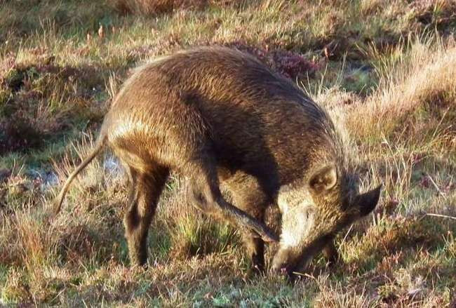 ¿Eso es un cerdo?