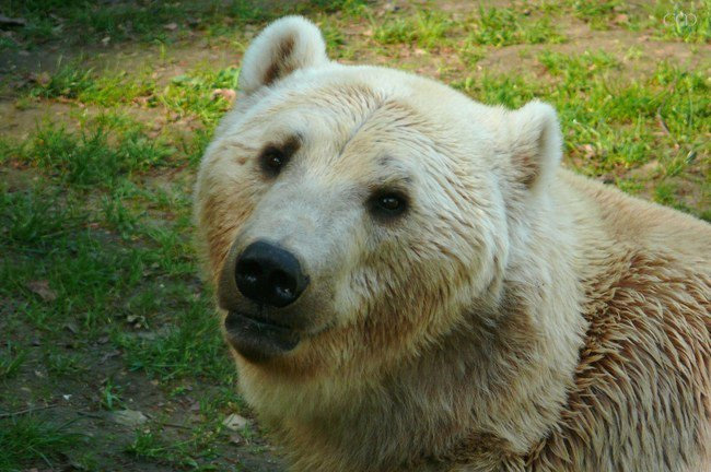 Osos Grolar (Oso polar – Oso pardo)