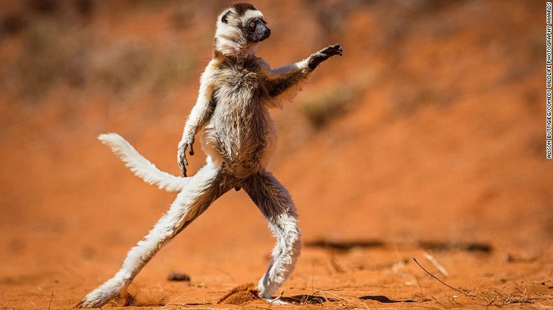 El rey en la pista de baile