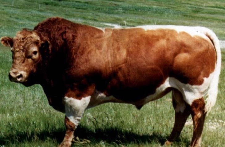Beefalos (Búfalo – Vaca)