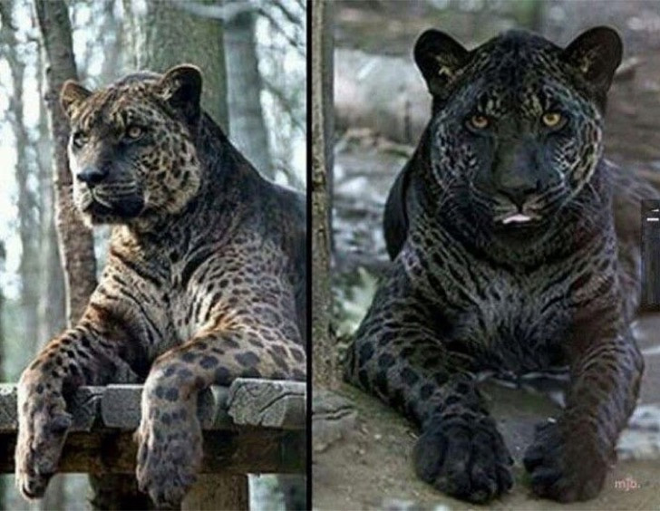 Jagleón (Jaguar macho-León hembra)