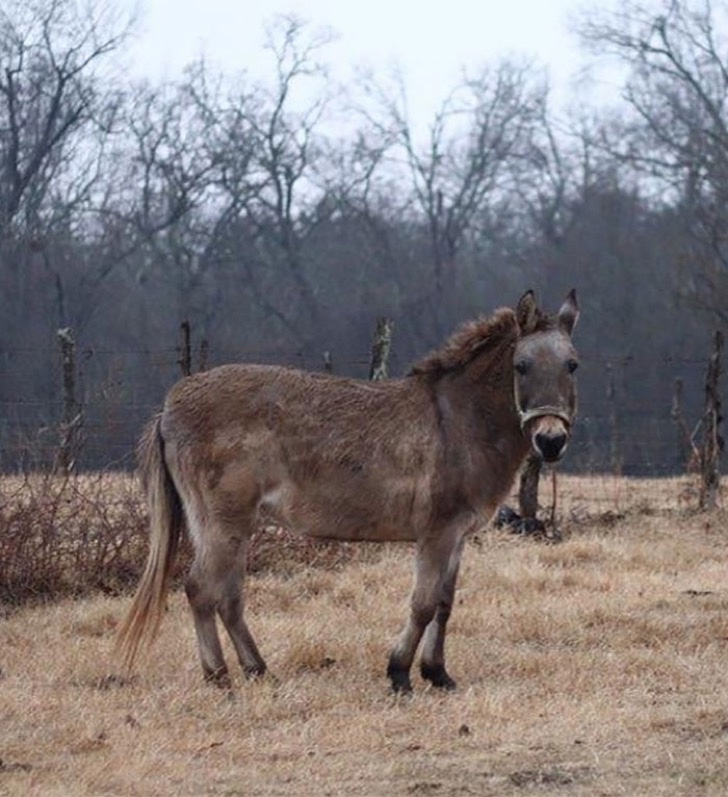 Mula (Burro – Yegua)