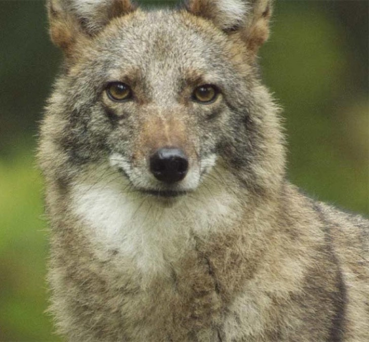 Coyote – Lobo gris