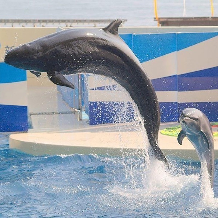 Un wolphin (Delfín – Ballena )