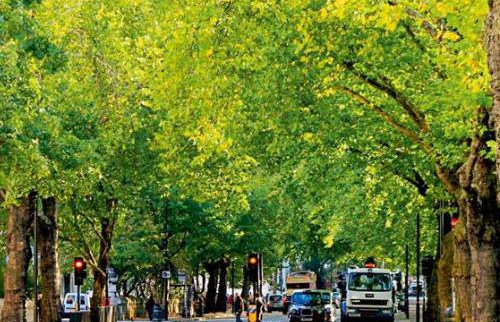 Londres: El bosque de cemento