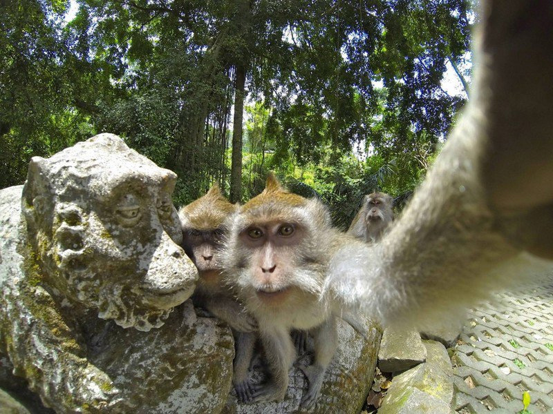 La mejor selfie del mundo