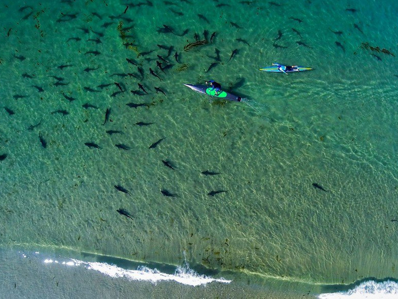 Nadando con tiburones