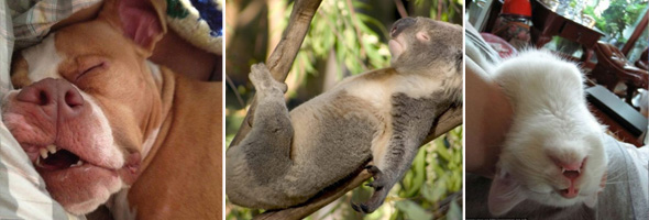 Animales que tuvieron que tomar un descanso porque ¡ser animal NO es cosa fácil!