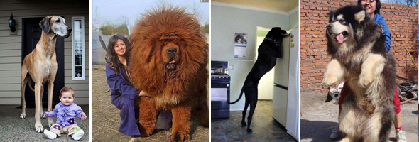 ¡Mastodontes! Fotos de impresionantes perros que son más grandes que sus dueños