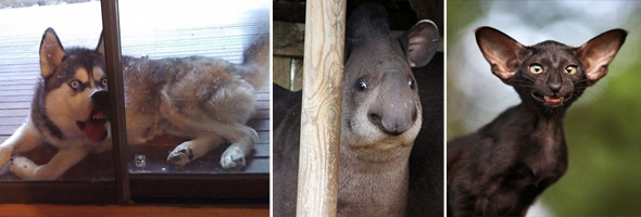 ¡ANIMALES que no son nada FOTOGENICOS!