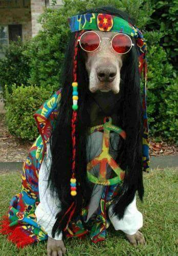 El perro de Bob Marley