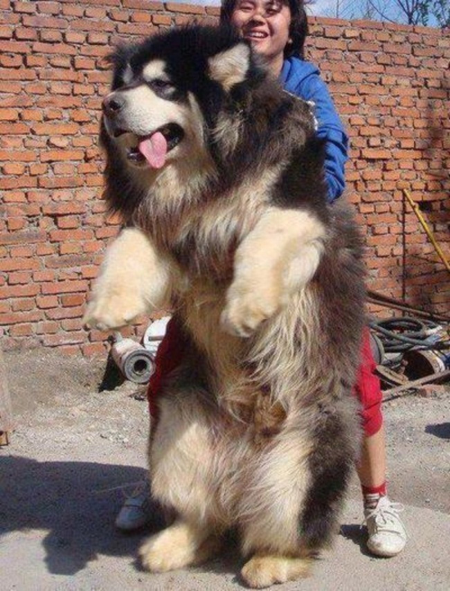 ¿Cuanto crees que pesa este perro?