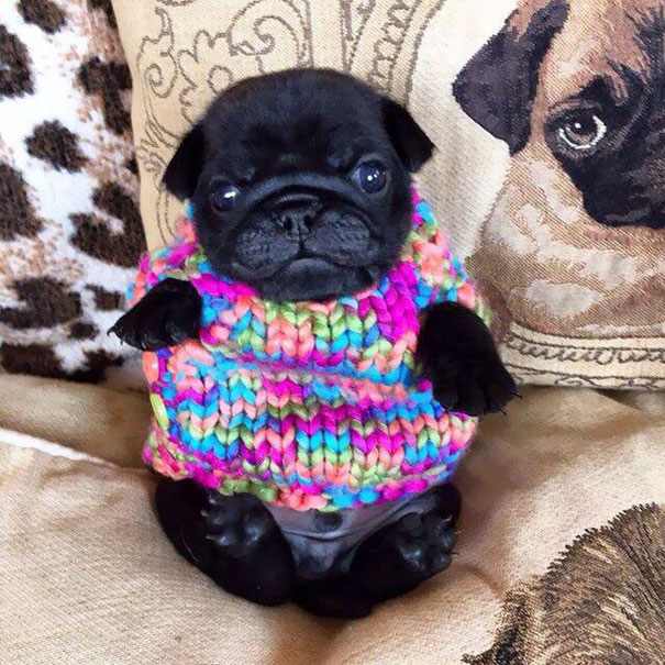 ¿Será que este suéter me hace lucir gordo?