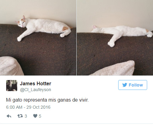 Y el gato que es una fiel representación de tu vida