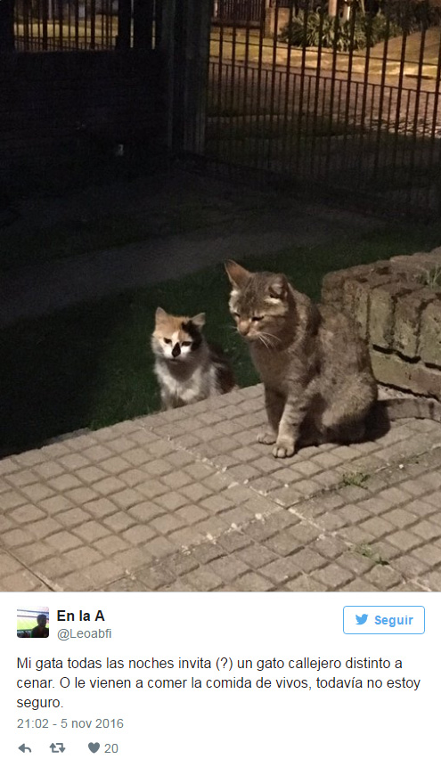 El gato que llevaba amigos a cenar