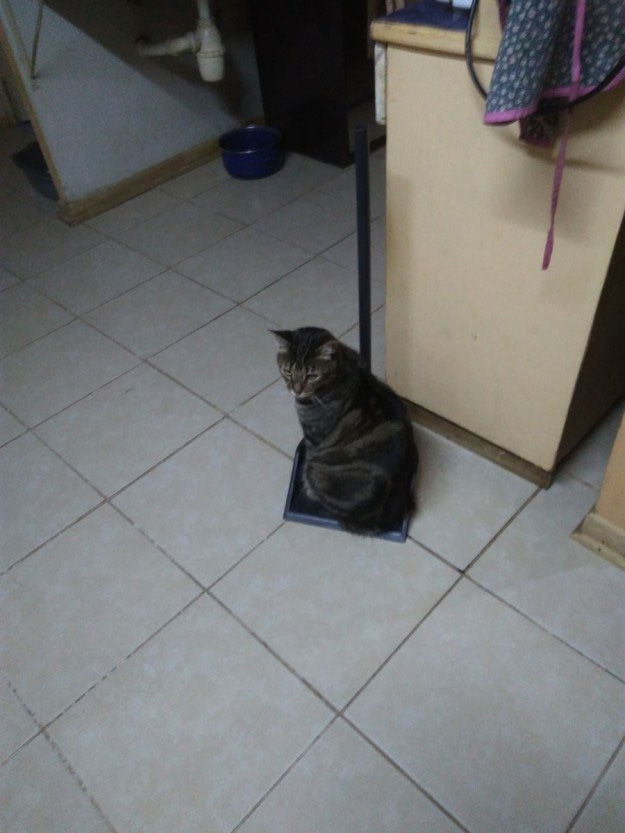 El gato que te ayuda a limpiar la casa