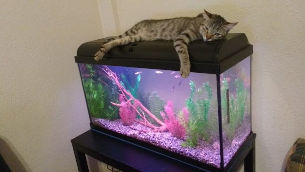 El gato que por la dieta ya no puede comer peces